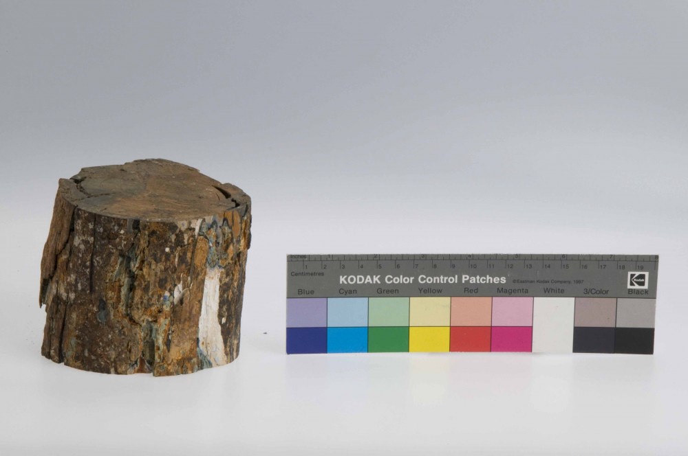 Animal artefact recovered from Vergulde Draeck (Gilt Dragon)