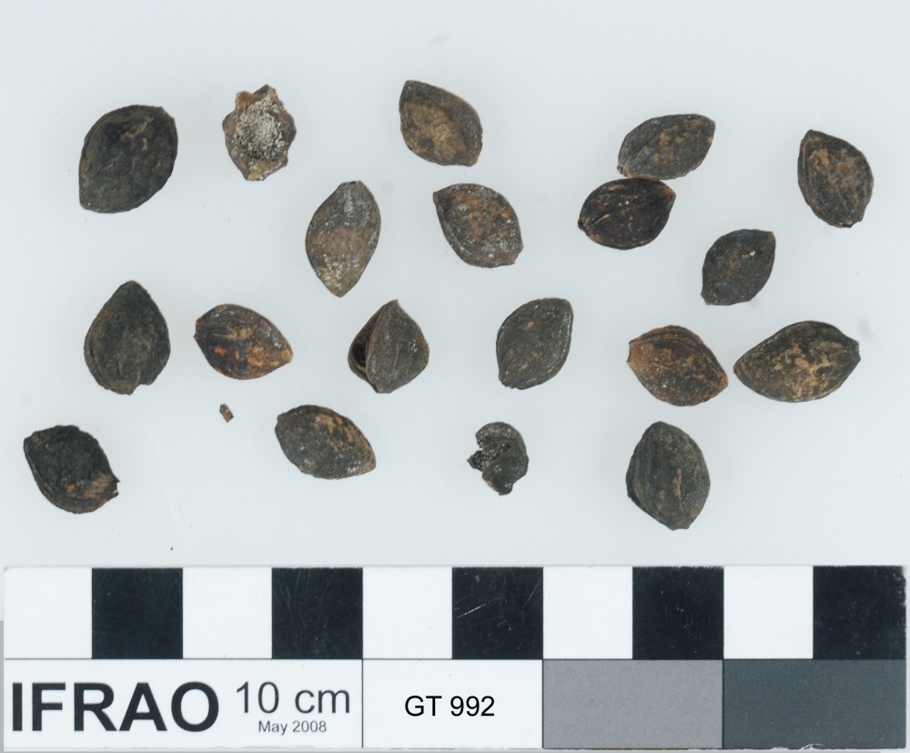 Fruit artefact recovered from Vergulde Draeck (Gilt Dragon)