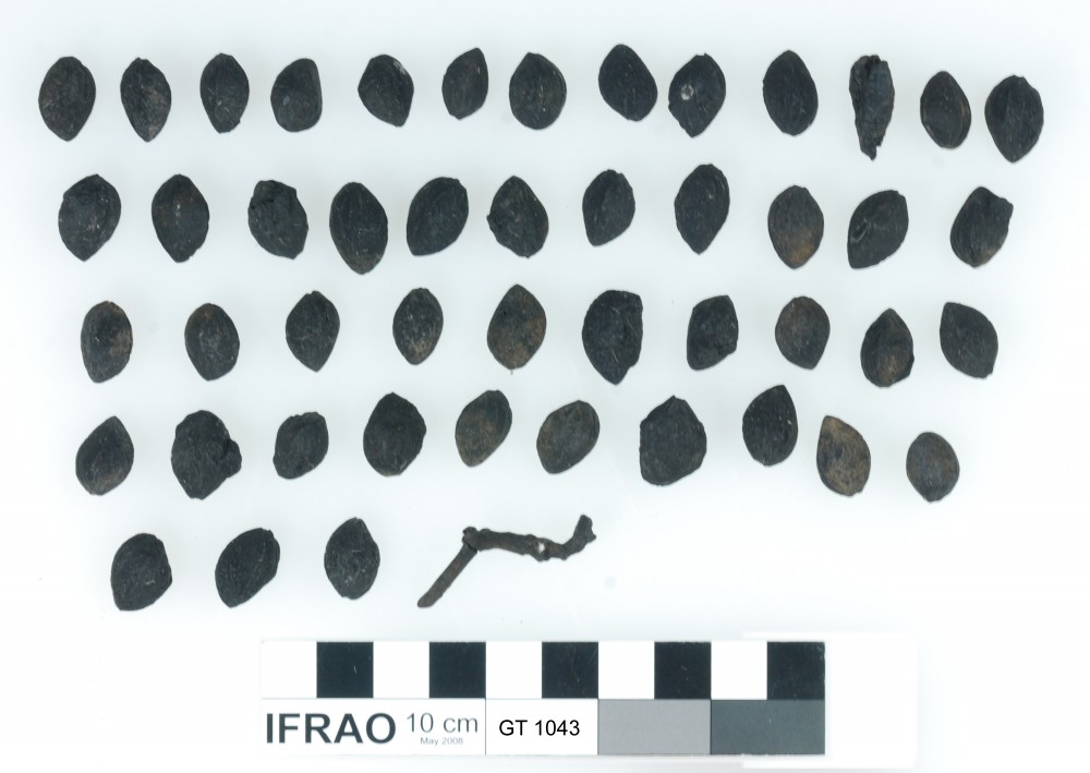Fruit artefact recovered from Vergulde Draeck (Gilt Dragon)