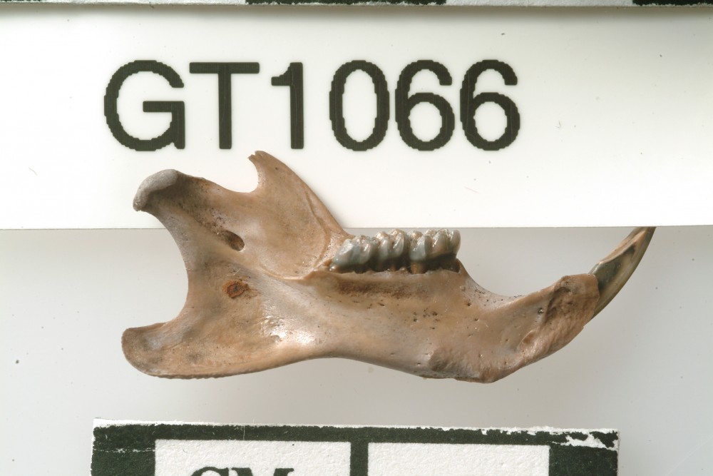GT1066 Animal artefact recovered from Vergulde Draeck (Gilt Dragon)