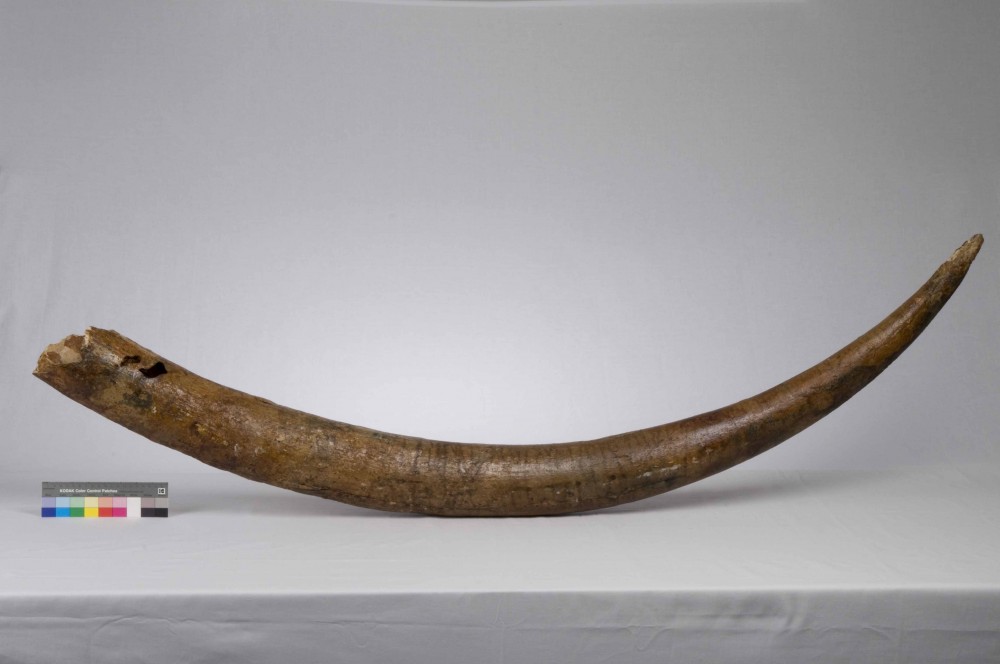 Animal artefact recovered from Vergulde Draeck (Gilt Dragon)
