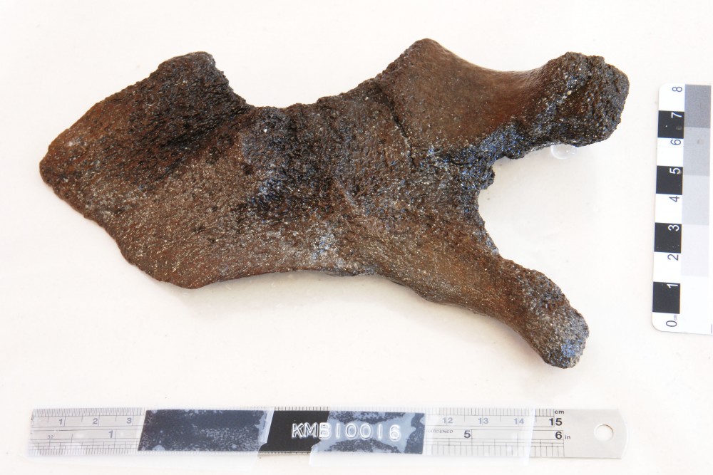 Animal artefact recovered from Samuel Wright