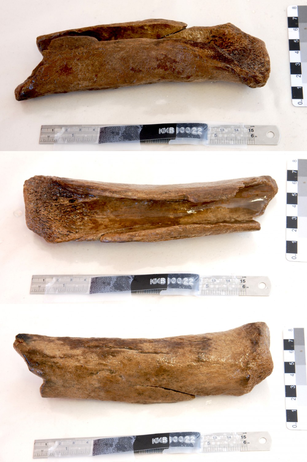 KMB122 Animal artefact recovered from Samuel Wright