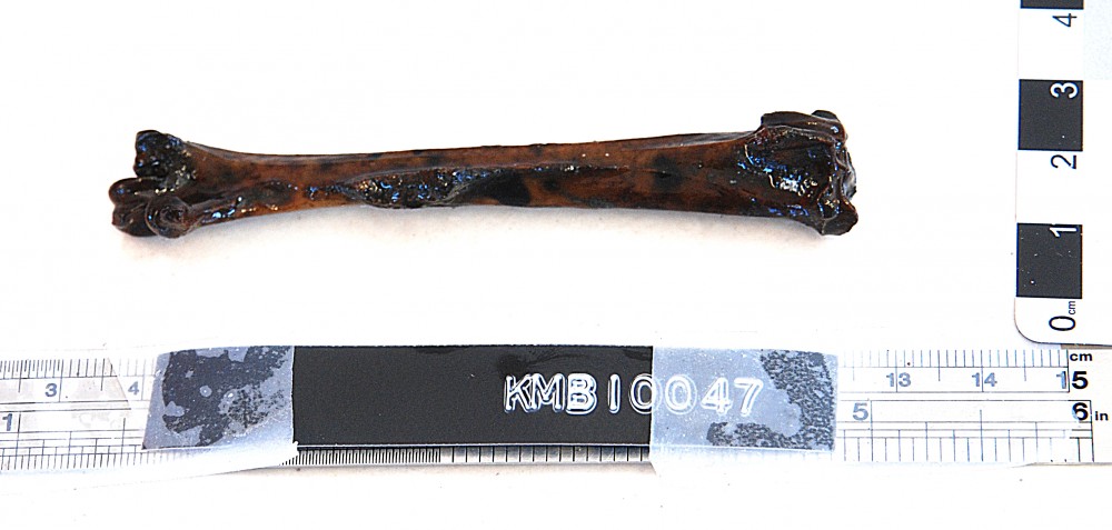 KMB147 Animal artefact recovered from Samuel Wright