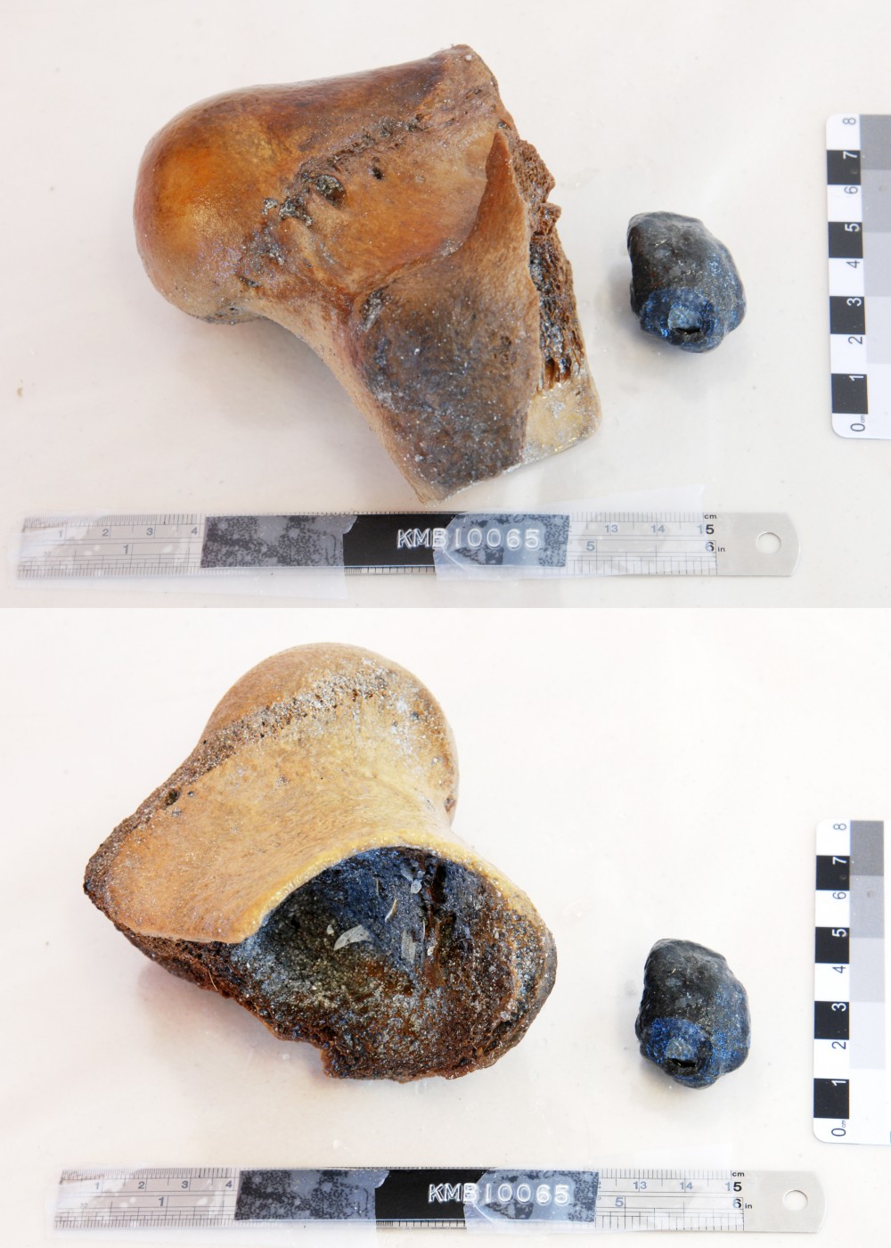 KMB165 Animal artefact recovered from Samuel Wright