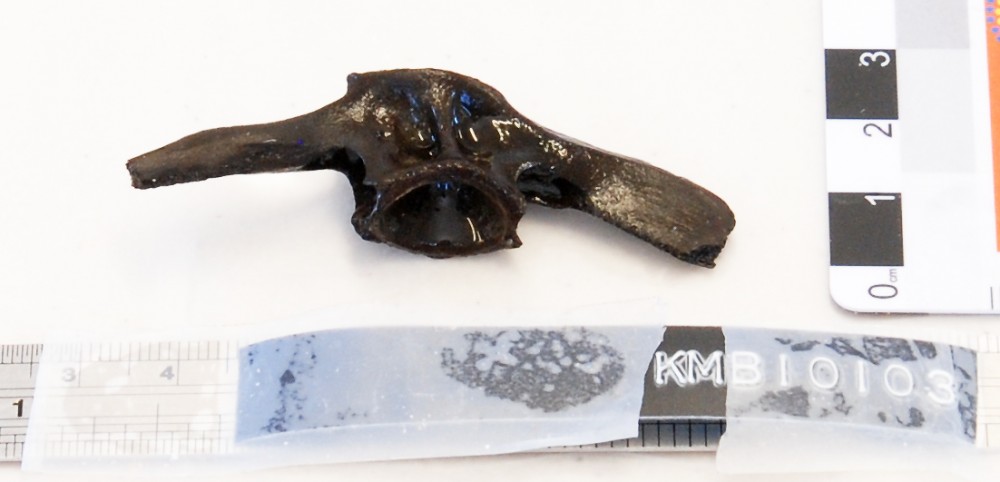Animal artefact recovered from Samuel Wright