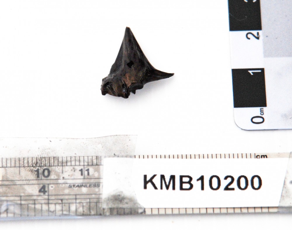 Animal artefact recovered from Samuel Wright