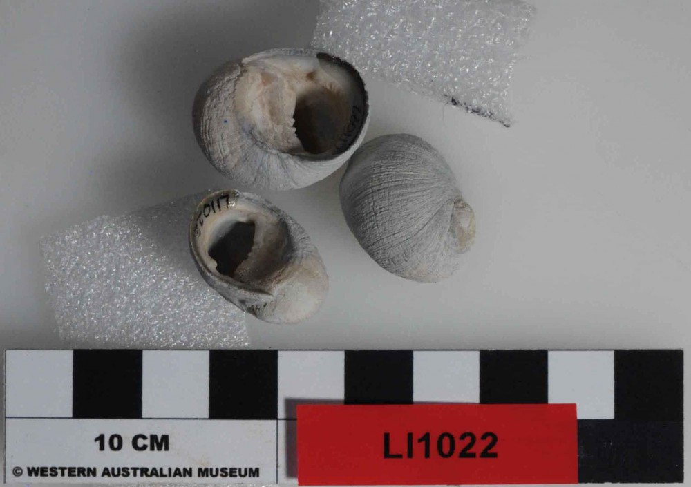 LI1022 Marine artefact recovered from Long Island