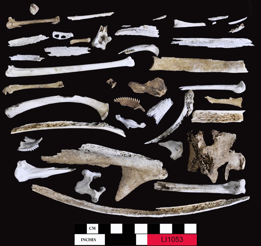 Animal artefact recovered from Long Island