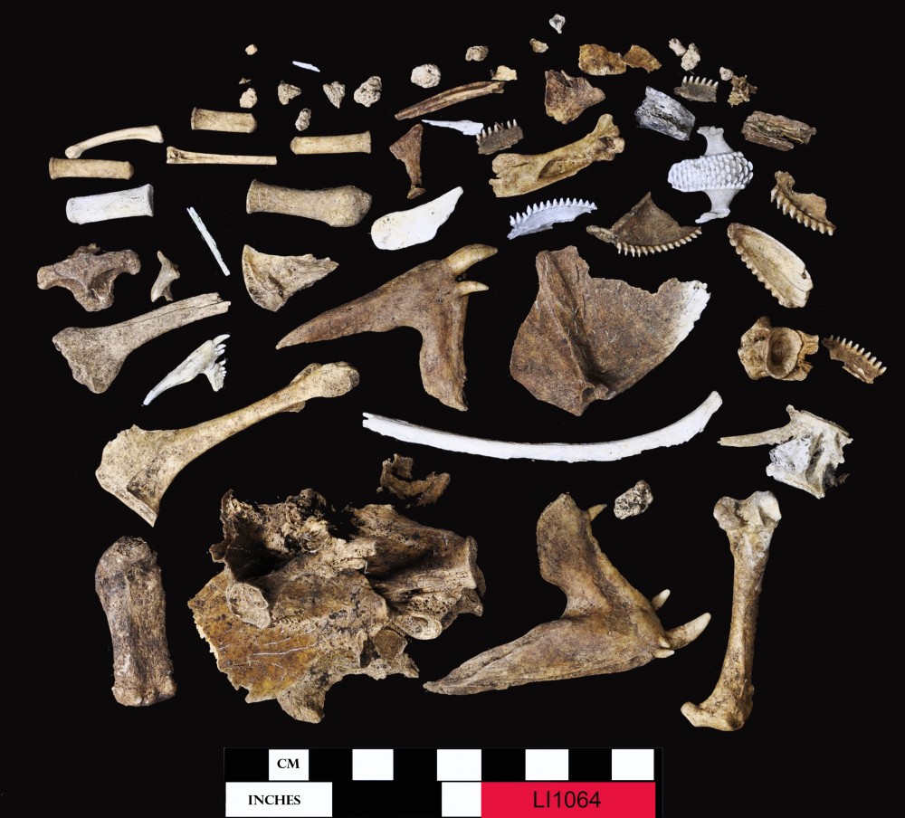 Animal artefact recovered from Long Island