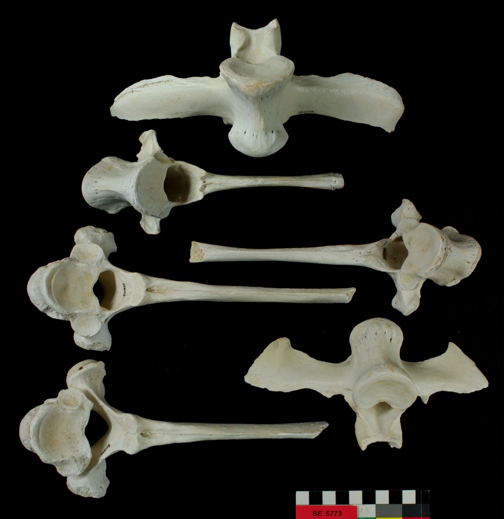 SE5773 Animal artefact recovered from Sepia