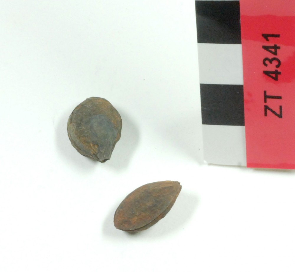 ZT4341 Fruit artefact recovered from Zuiddorp (Zuytdorp)