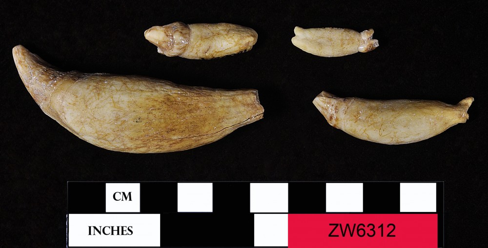 Animal artefact recovered from Zeewijk