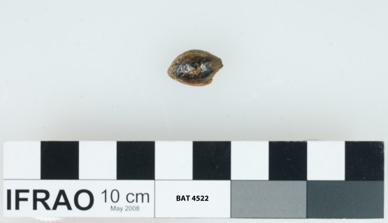 Fruit artefact recovered from Batavia