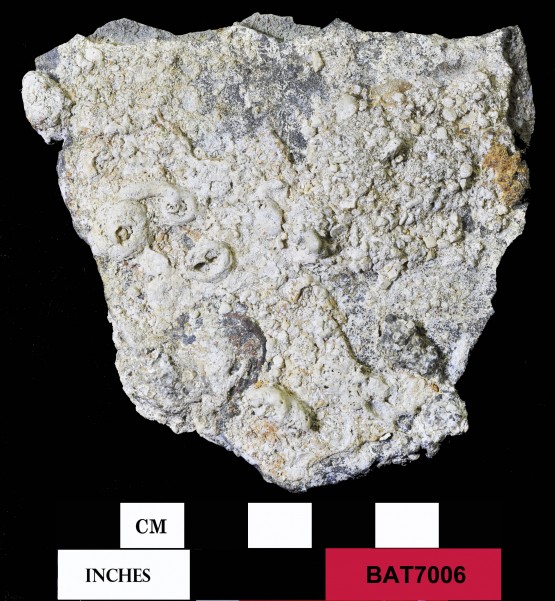 Pewter artefact recovered from Batavia
