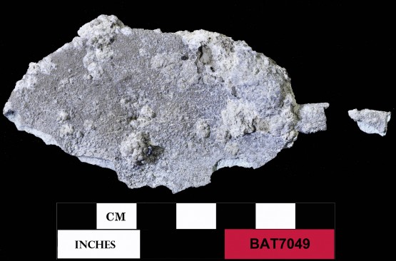Pewter artefact recovered from Batavia