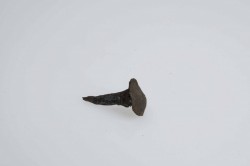 BAT3570 - Copper/brass