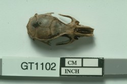 GT1102 - Animal