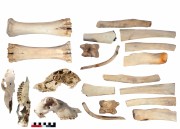 Animal artefact recovered from Albany Town Jetty site
