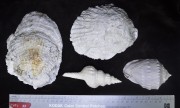 Marine artefact recovered from Albany Town Jetty site