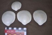 Marine artefact recovered from Albany Town Jetty site
