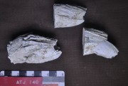 Marine artefact recovered from Albany Town Jetty site