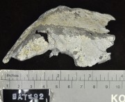 Lead artefact recovered from Batavia