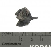 Lead artefact recovered from Batavia