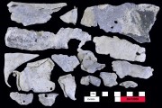 Lead artefact recovered from Batavia