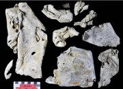 Lead artefact recovered from Batavia