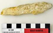 Animal artefact recovered from Batavia