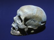 Human artefact recovered from Batavia