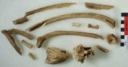 Artefact recovered from Batavia