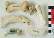 Artefact recovered from Batavia