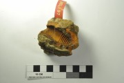 Concretions artefact recovered from Belinda