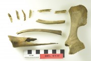 Animal artefact recovered from Belinda