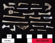 Animal artefact recovered from Beacon Island Land Site