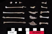 Animal artefact recovered from Beacon Island Land Site