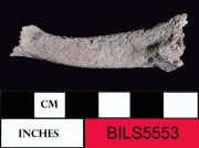 Human artefact recovered from Beacon Island Land Site