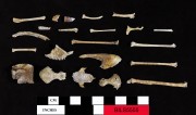 Animal artefact recovered from Beacon Island Land Site