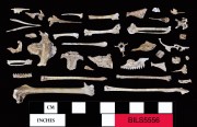Animal artefact recovered from Beacon Island Land Site