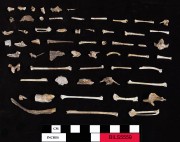 Animal artefact recovered from Beacon Island Land Site
