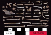 Human artefact recovered from Beacon Island Land Site