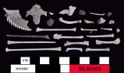Animal artefact recovered from Beacon Island Land Site