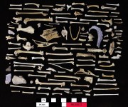 Animal artefact recovered from Beacon Island Land Site