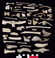 Animal artefact recovered from Beacon Island Land Site