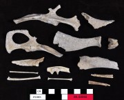 Animal artefact recovered from Beacon Island Land Site