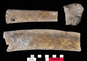 Animal artefact recovered from Beacon Island Land Site