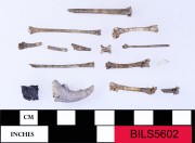 Animal artefact recovered from Beacon Island Land Site