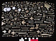Animal artefact recovered from Beacon Island Land Site
